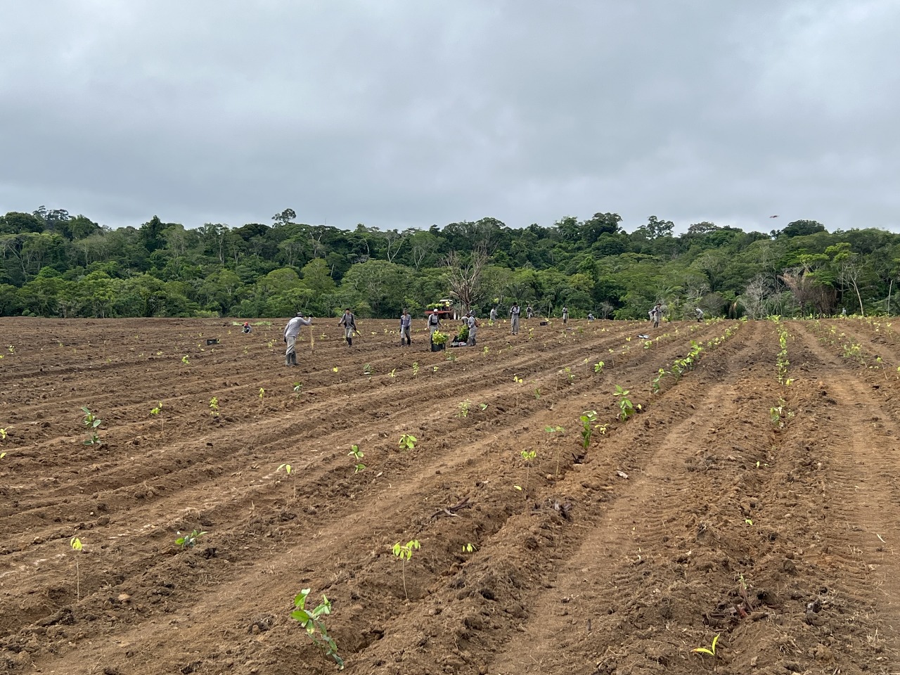 COOPPROJIRAU — Cooperativa