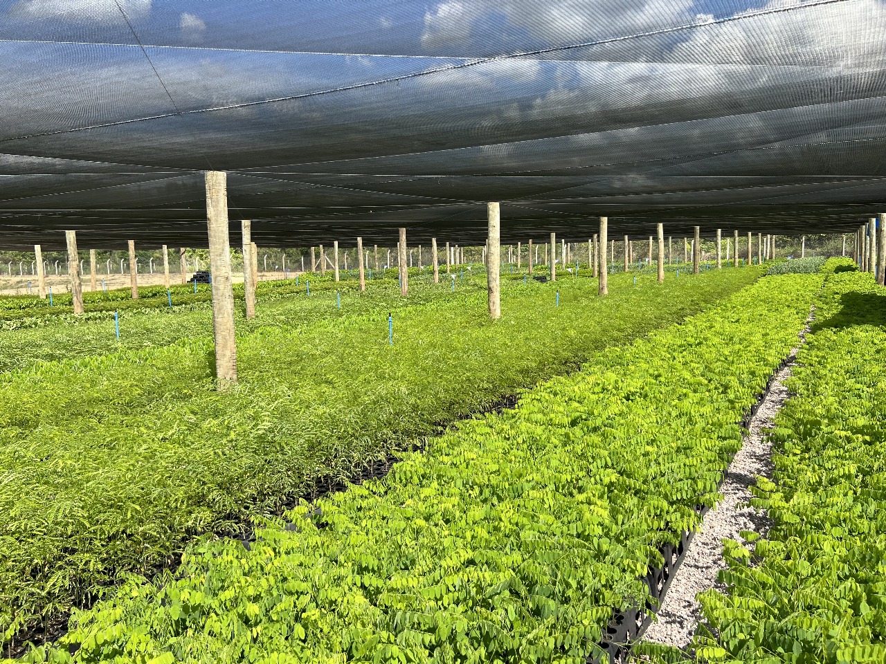 COOPPROJIRAU — Cooperativa